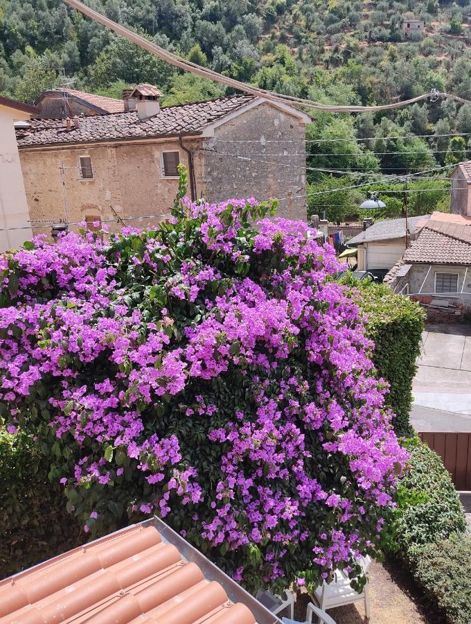 La Bouganville E Il Gelsomino Pietrasanta Exteriér fotografie