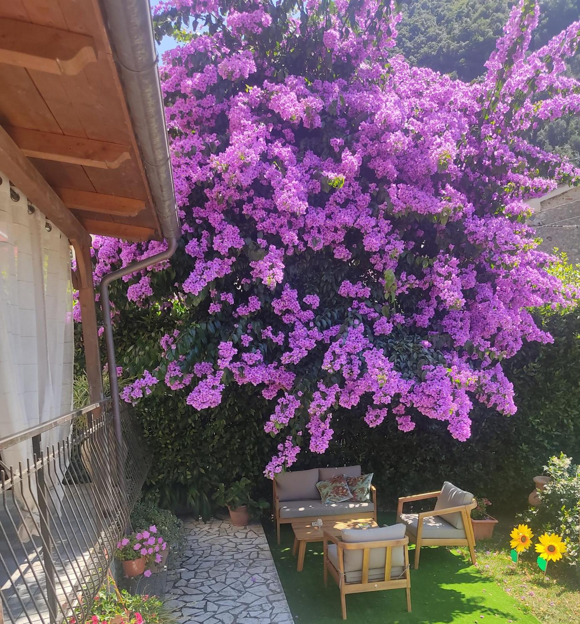La Bouganville E Il Gelsomino Pietrasanta Exteriér fotografie